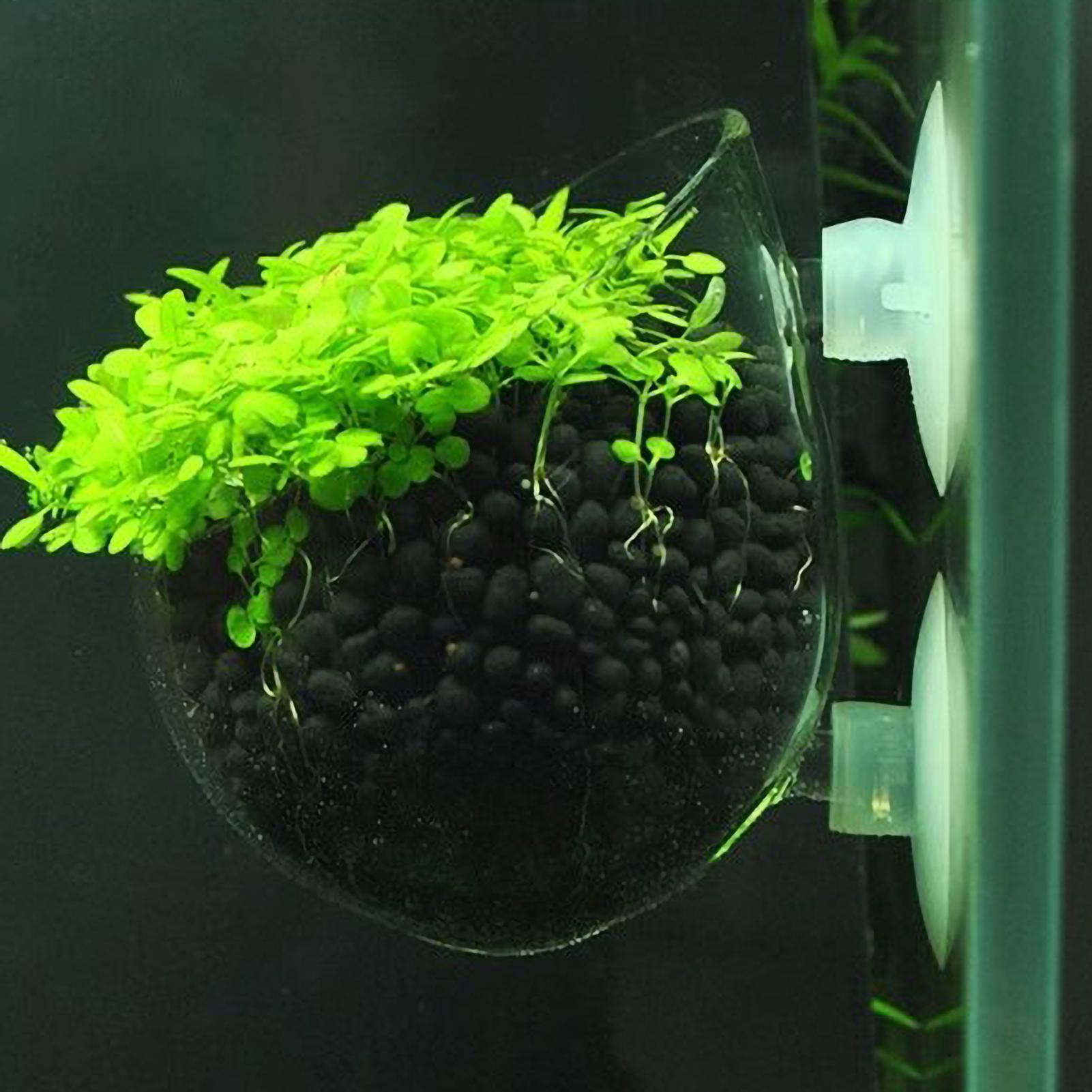 Supporto per Piante Acquatiche - Aquarium Plants Live recensione e prezzo