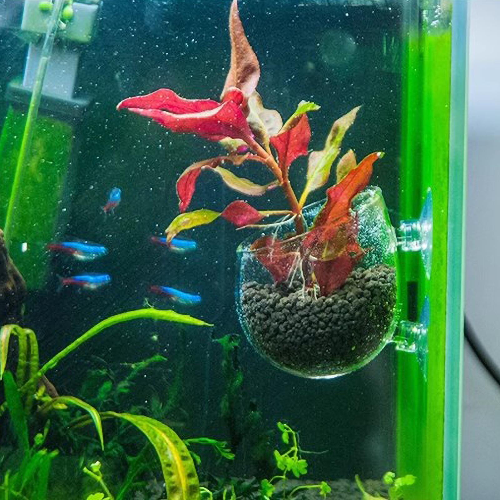 Supporto per Piante Acquatiche - Aquarium Plants Live recensione e prezzo