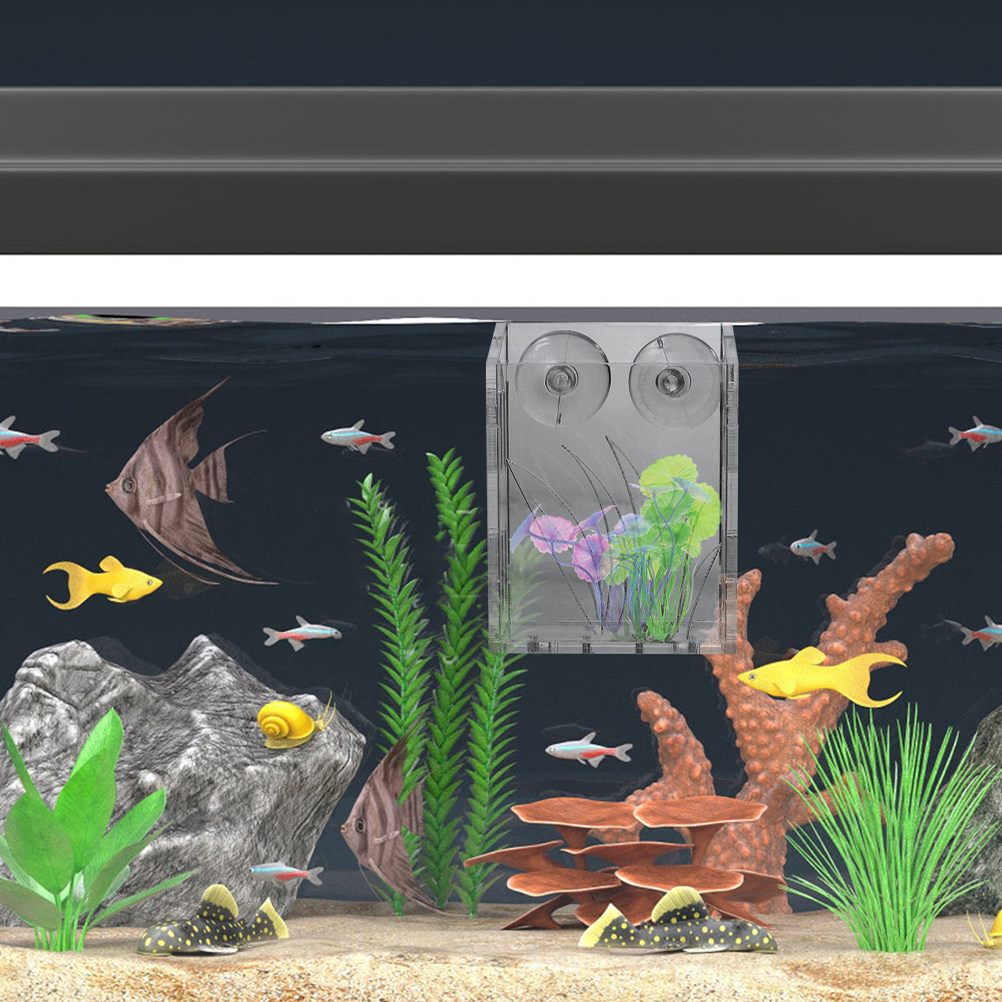 3 pezzi di supporti trasparent - Plant Aquarium Pot recensione e prezzo