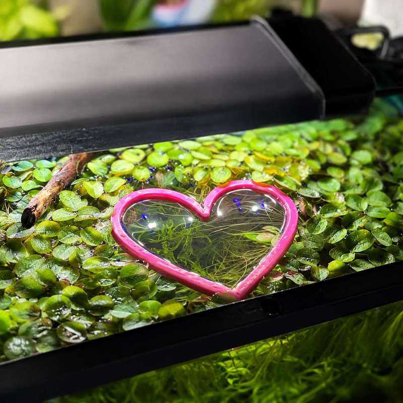 Anello Galleggiante a Forma di - Aquarium Fertilizer recensione e prezzo