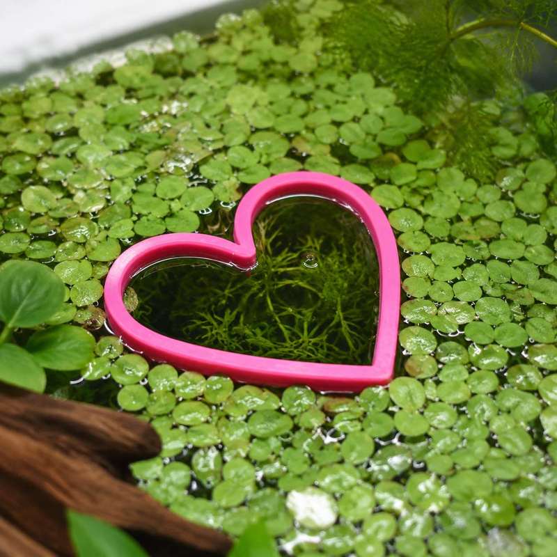 Anello Galleggiante a Forma di - Aquarium Fertilizer recensione e prezzo