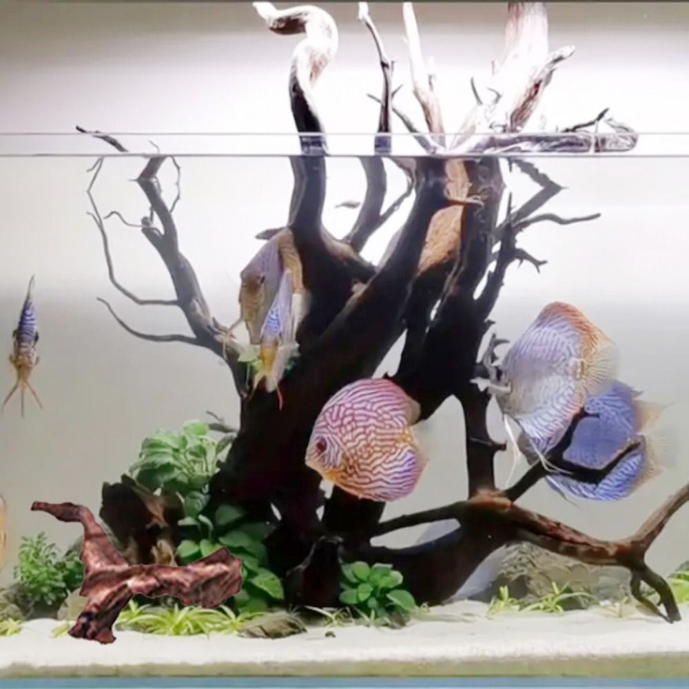 Radici di Pino Naturale a Form - Aquarium Plants Live recensione e prezzo