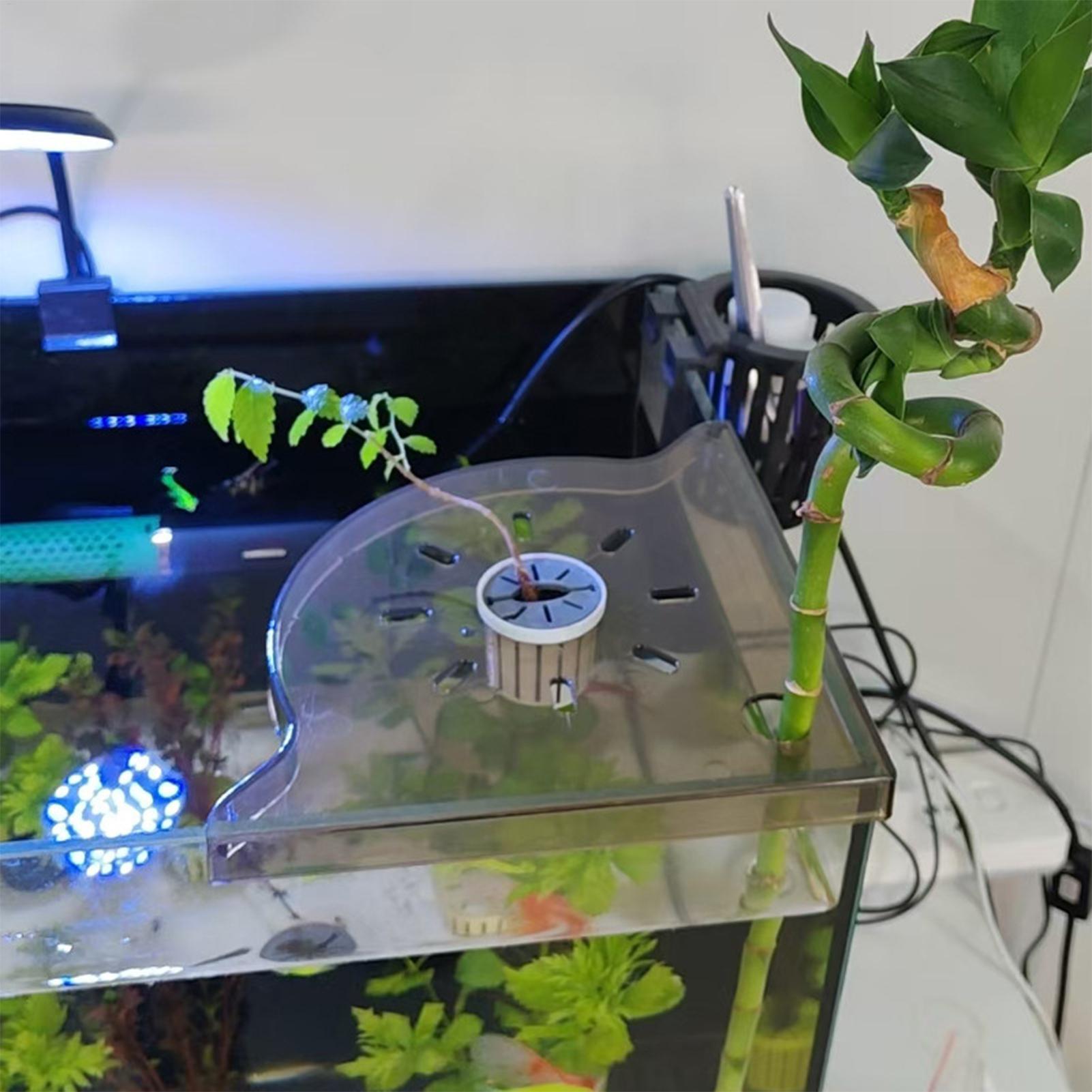 Scaffale Angolare per Acquario - Aquarium Plants Live recensione e prezzo