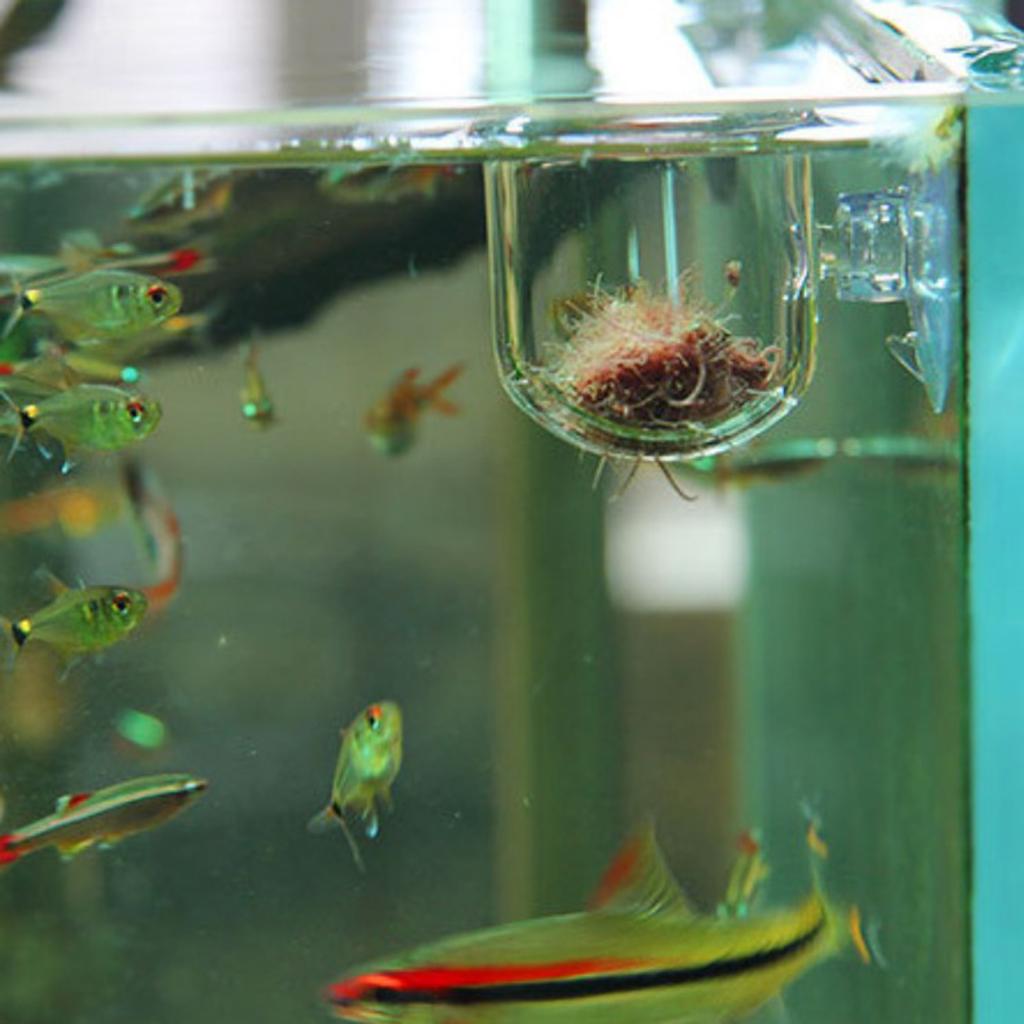 Cestello per Alimentazione Pes - Plant Aquarium Pot recensione e prezzo